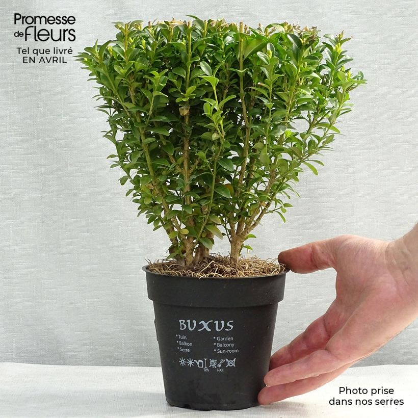 Buxus sempervirens Suffruticosa - Dwarf Common Boxwood sample as delivered in spring