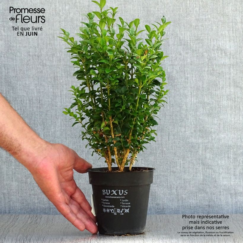 Example of Buxus sempervirens Suffruticosa - Dwarf Common Boxwood as you get in ete