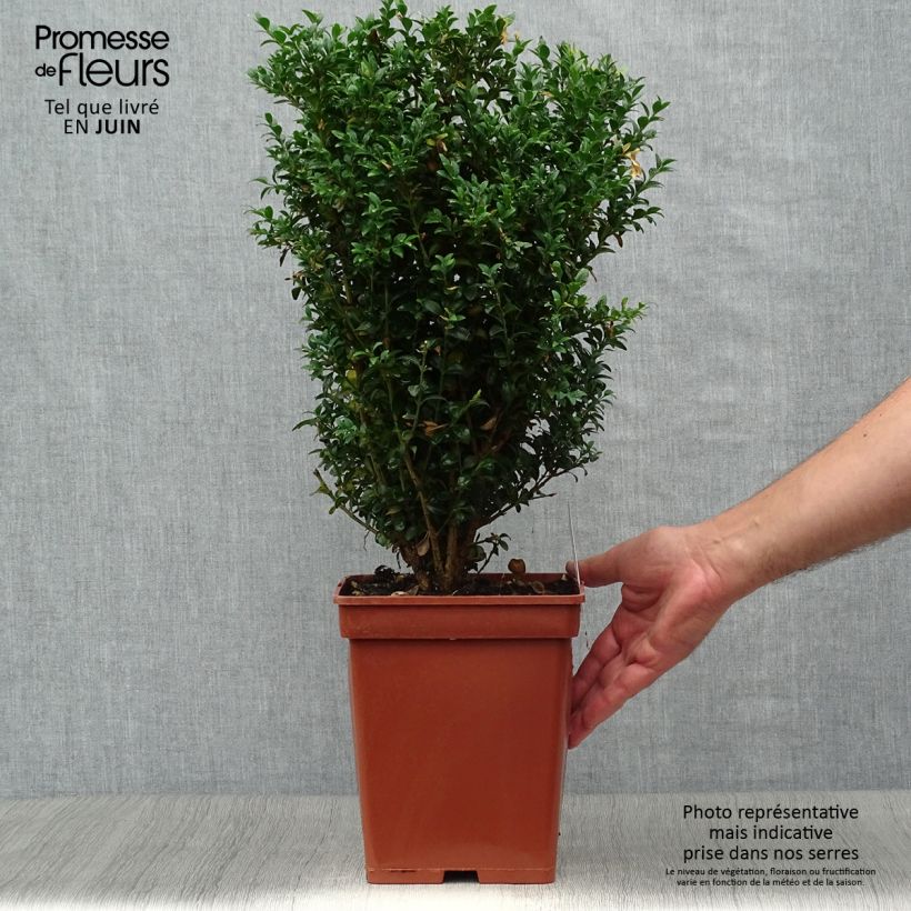 Example of Buxus sempervirens Suffruticosa - Dwarf Common Boxwood as you get in ete