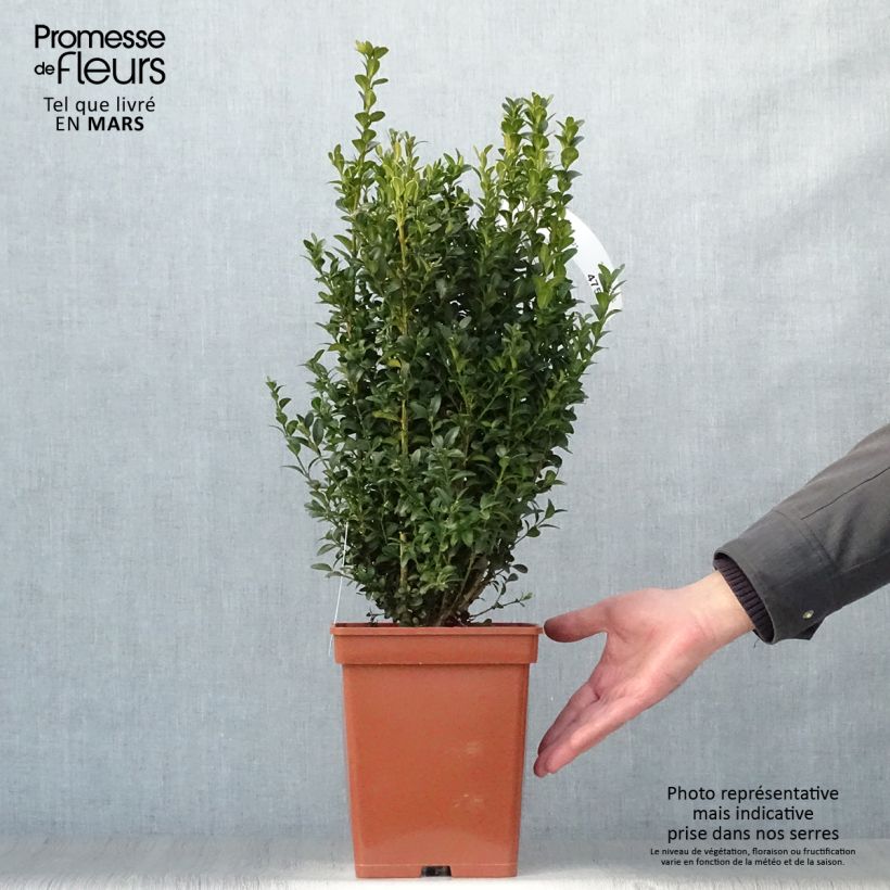 Buxus sempervirens Suffruticosa - Dwarf Common Boxwood Root ballShipped height around 40/50cm sample as delivered in spring