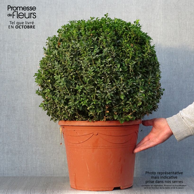 Buis boule - Buxus sempervirens diamètre 50cm sample as delivered in autumn