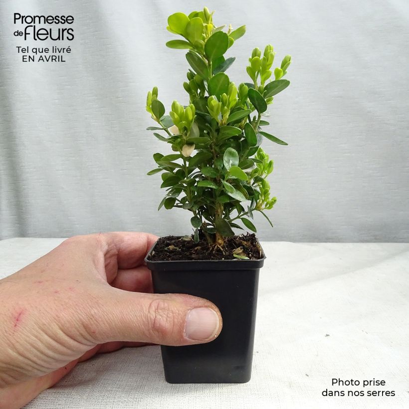 Buxus sempervirens Suffruticosa - Boxwood sample as delivered in spring