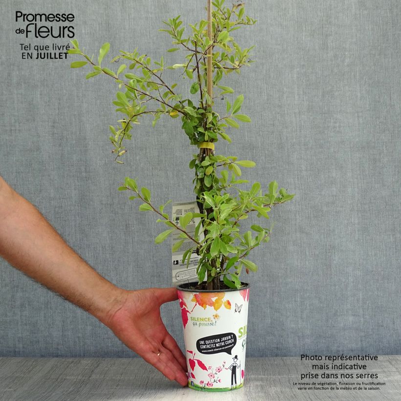 Pyracantha coccinea Saphyr Jaune - Scarlet Firethorn 2L/3L pot sample as delivered in summer