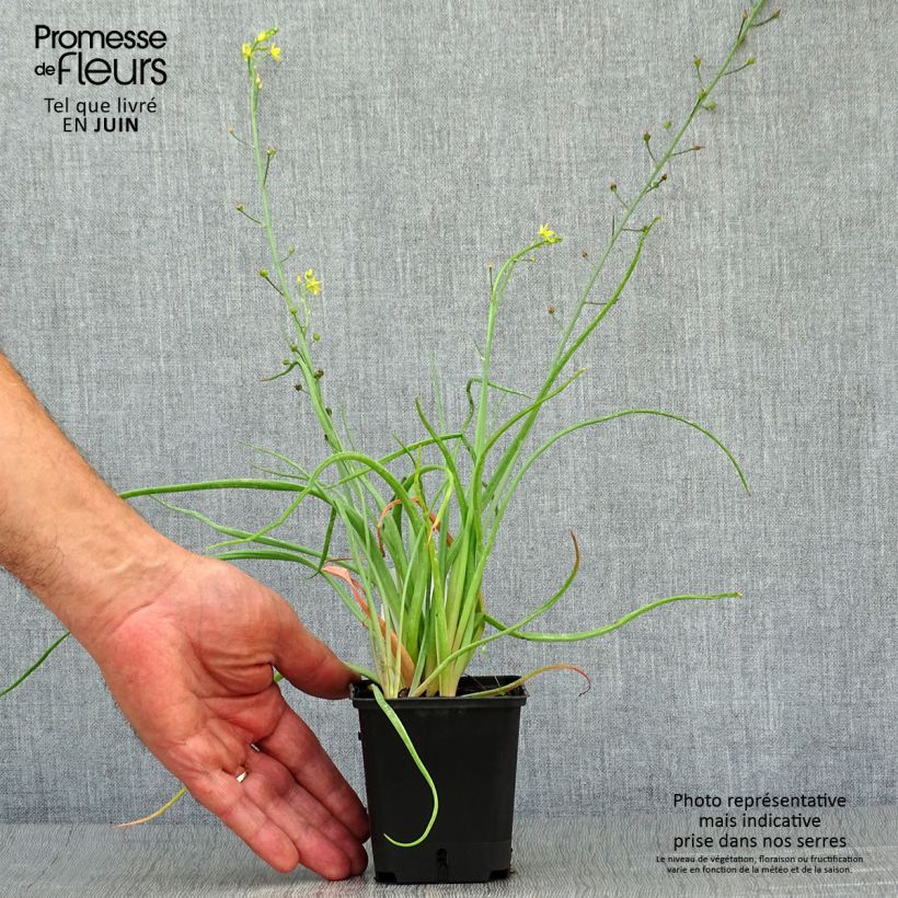 Bulbine frutescens - Bulbine jaune - godet 8/9cm sample as delivered in summer