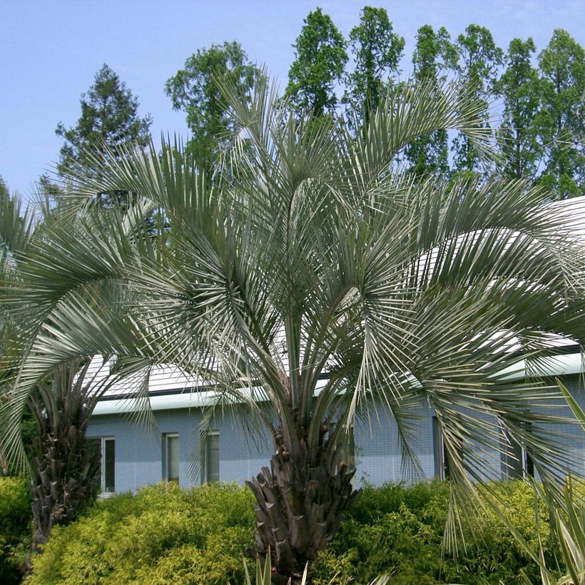 Butia capitata - Wine Palm (Plant habit)