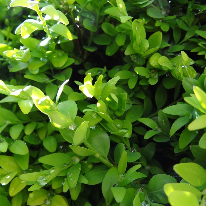 Buxus sempervirens Arborescens - Boxwood (Foliage)