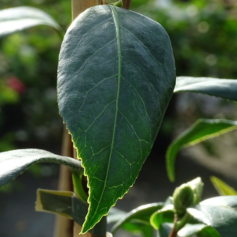 Camellia williamsii Tulip Time (Foliage)