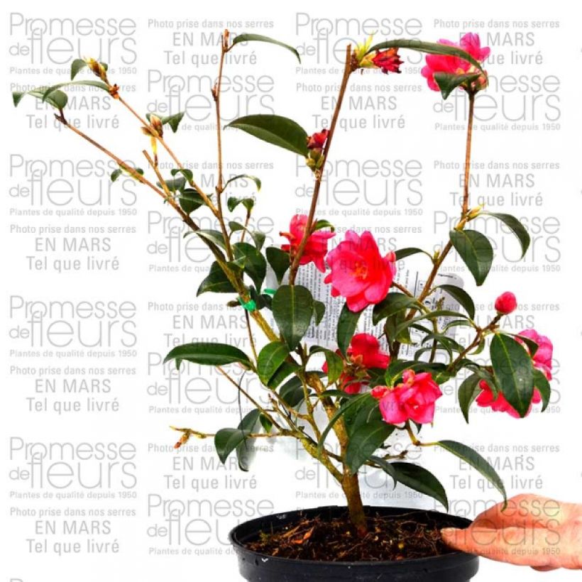 Example of Camélia champêtre - Camellia Fairy Wand Pot de 3L/4L specimen as delivered