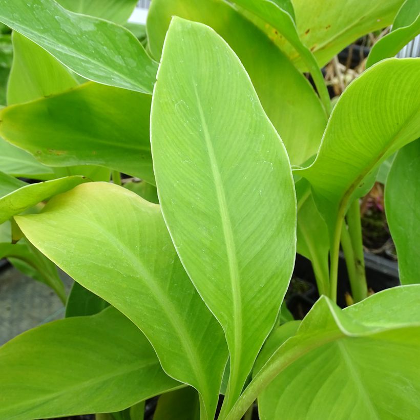 Canna edulis (Foliage)