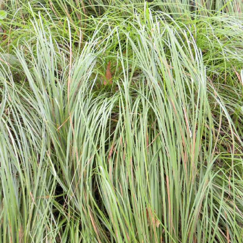 Carex pensylvanica  (Foliage)