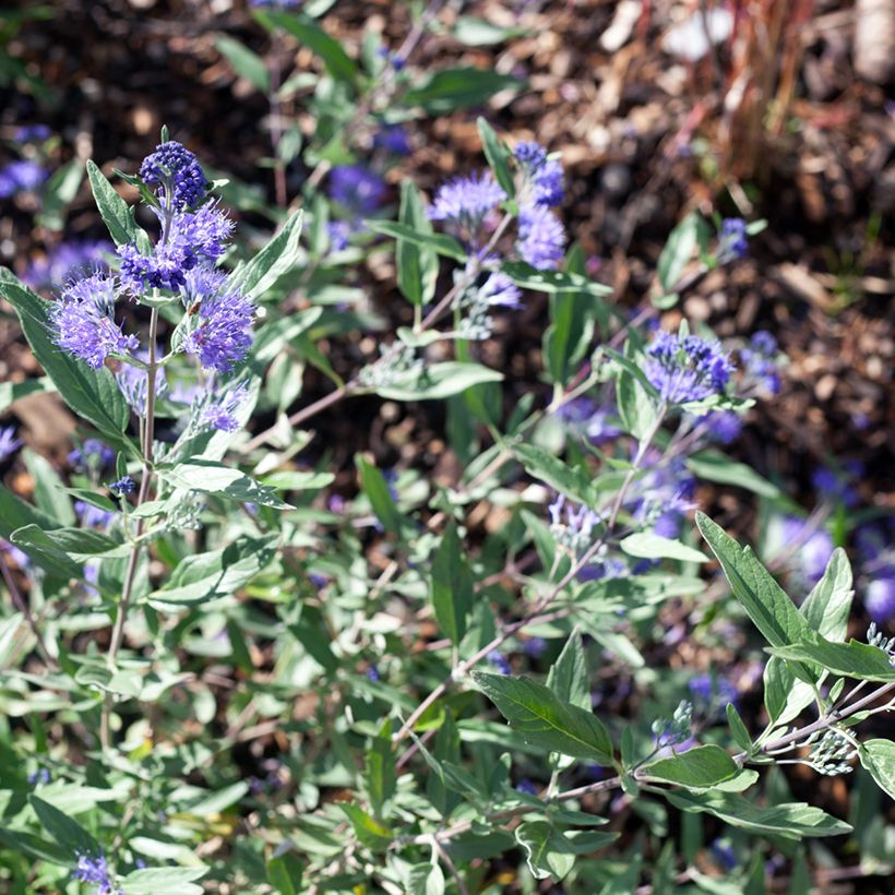 Caryopteris x clandonensis Dark Knight - Bluebeard (Flowering)