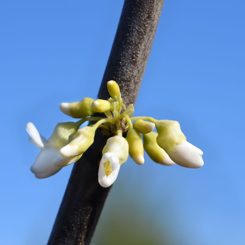 Cercis canadensis subsp. texensis Texas White - Eastern Redbud (Flowering)