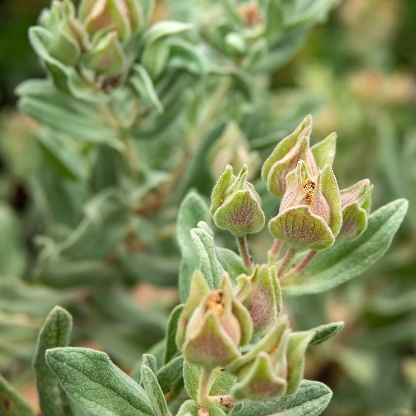 Cistus albidus  (Foliage)