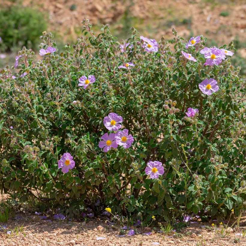 Cistus albidus  (Plant habit)