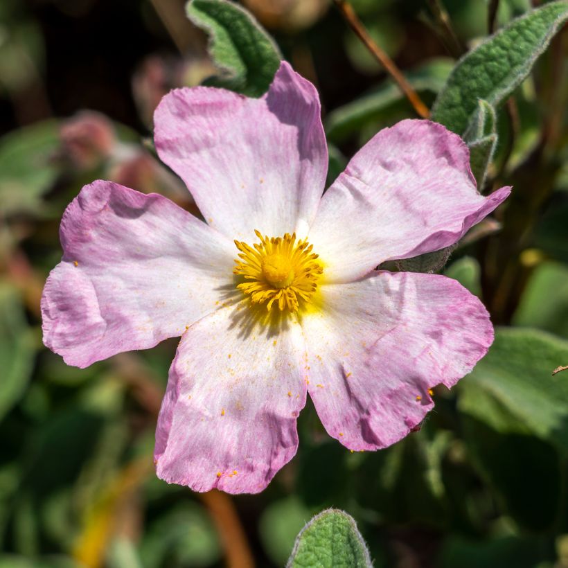 Cistus Grayswood Pink (Flowering)