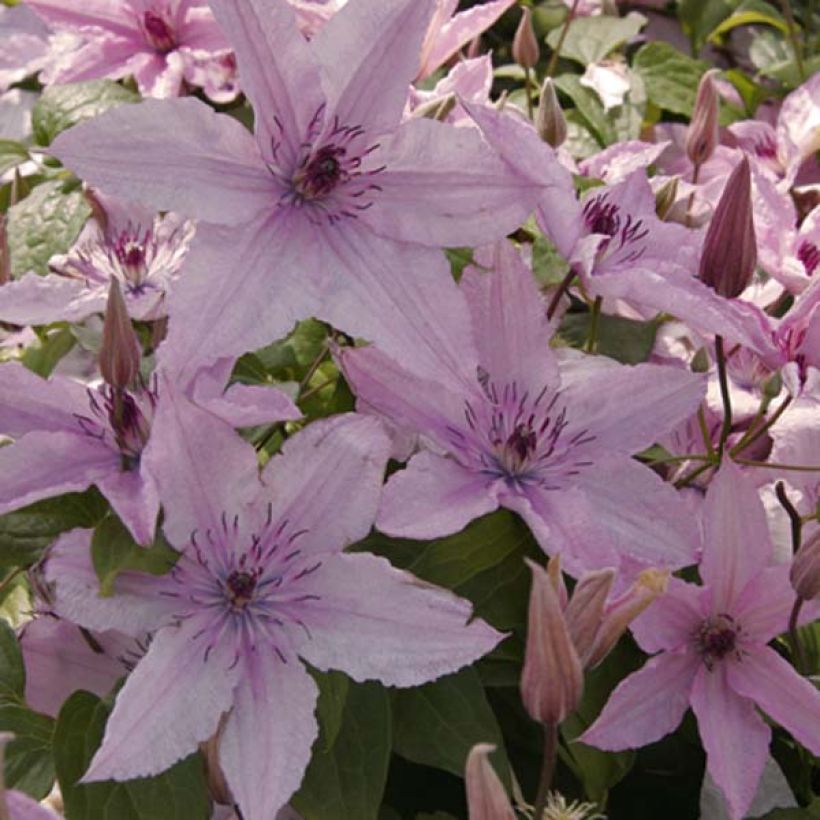 Clematis patens Hagley Hybrid (Flowering)