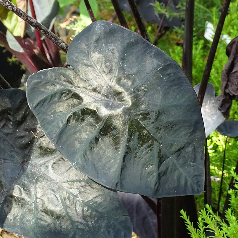 Colocasia Painted Black Gecko (Foliage)