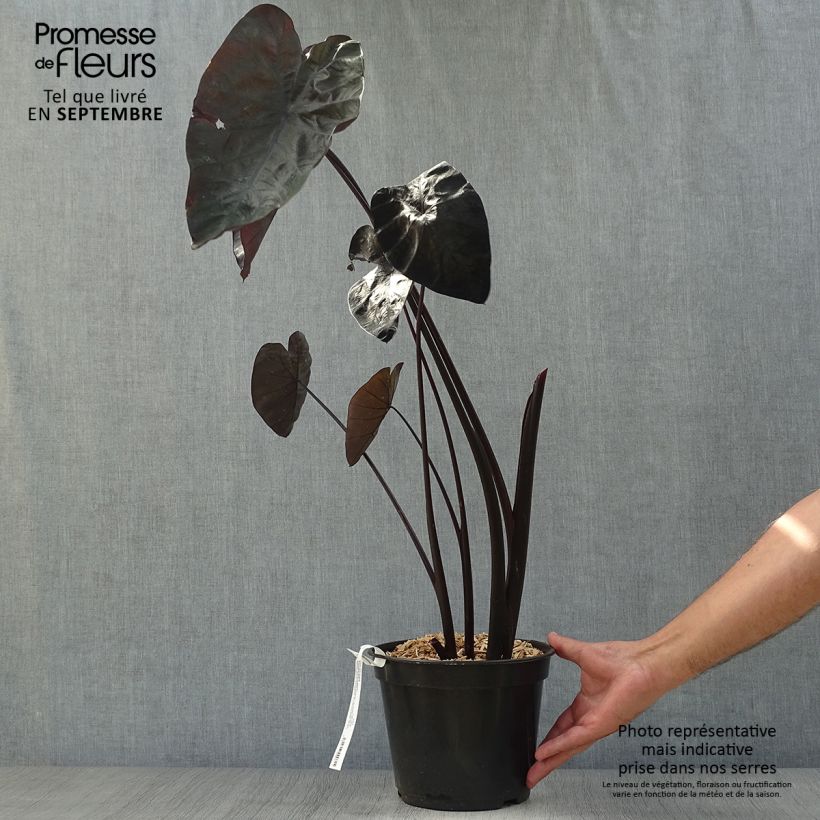 Colocasia Painted Black Gecko 4L/5L pot sample as delivered in autumn