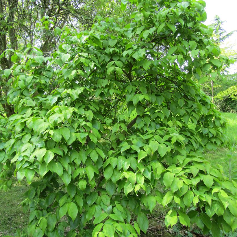 Cornus kousa Weavers Weeping - Flowering Dogwood (Plant habit)