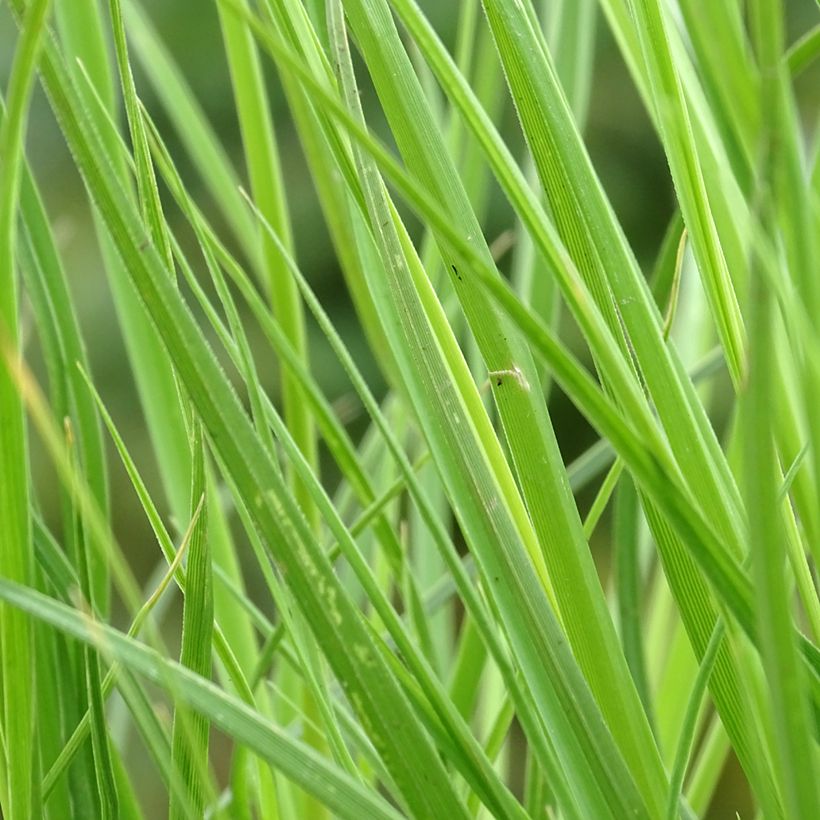 Cortaderia selloana Tiny Pampa - Pampas Grass (Foliage)