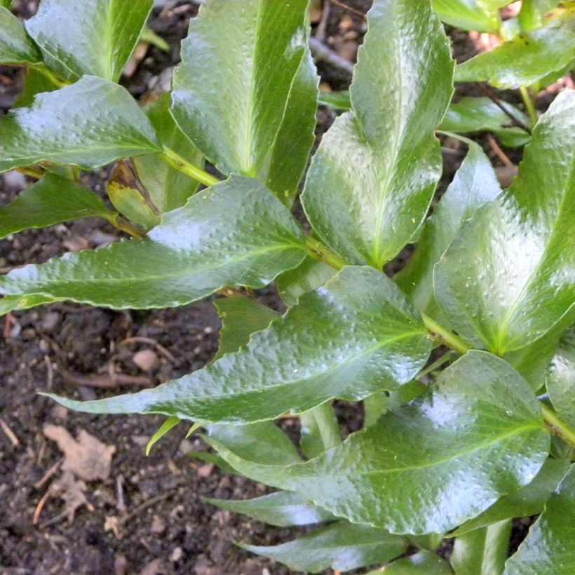 Cyrtomium falcatum Spin Cycle (Foliage)