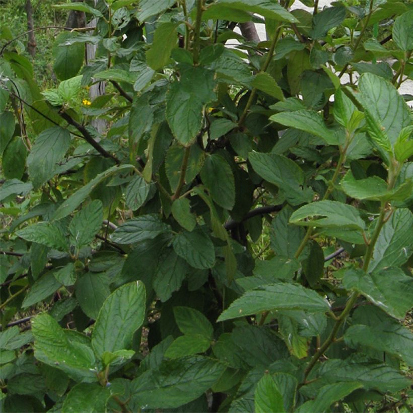 Ceanothus pallidus Marie Blue (Foliage)