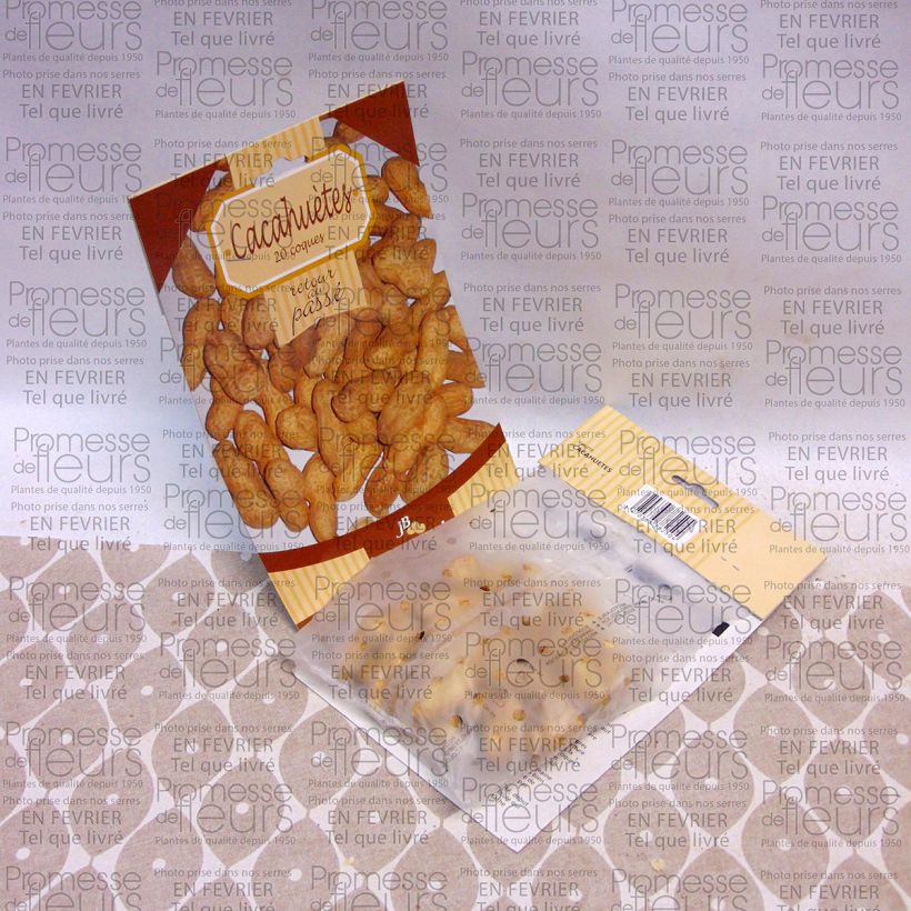 Example of Peanut Seeds x 20 - Arachis hypogaea per pack of 20 seeds specimen as delivered