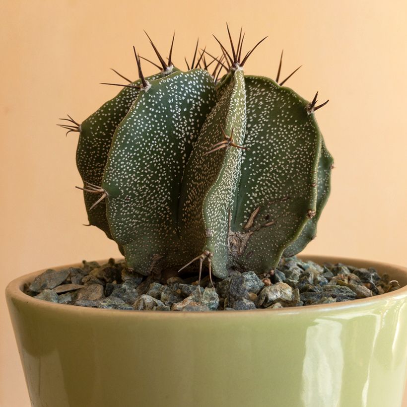 Astrophytum ornatum - Cactus estrella (Foliage)