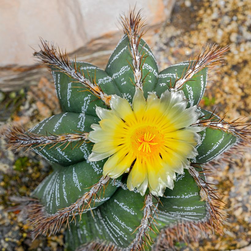 Astrophytum ornatum - Cactus estrella (Flowering)