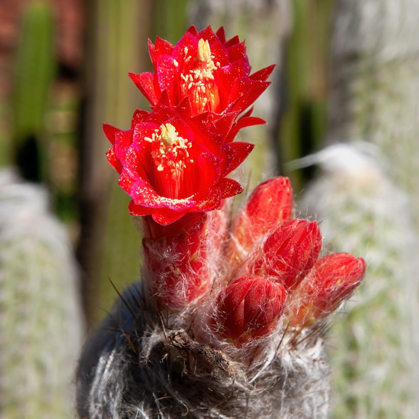 Cleistocactus strausii - Silver torch (Flowering)