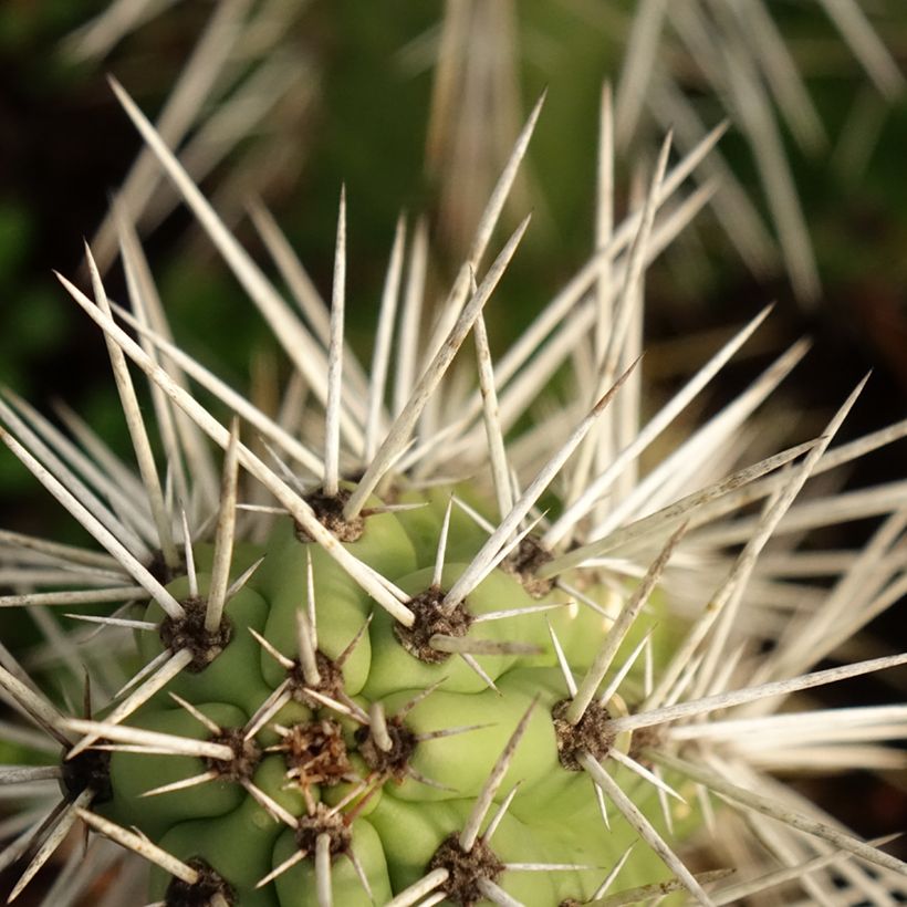 Harrisia tetracantha - Cactus (Foliage)