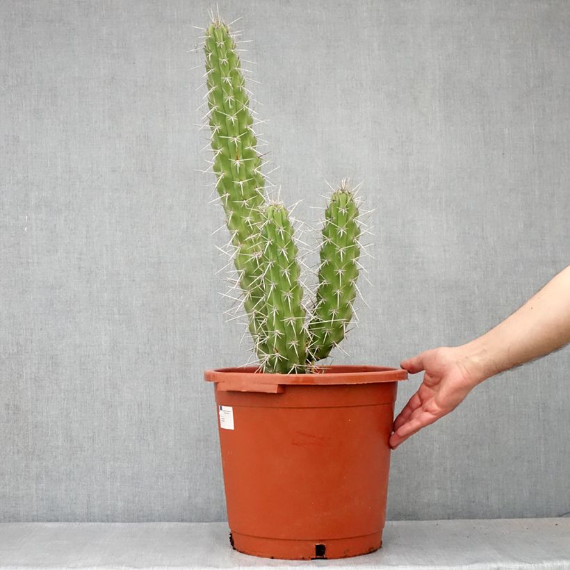 Harrisia tetracantha 7.5L/10L potShipped height around 50/70cm sample as delivered in spring