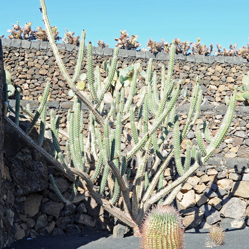 Harrisia tetracantha - Cactus (Plant habit)