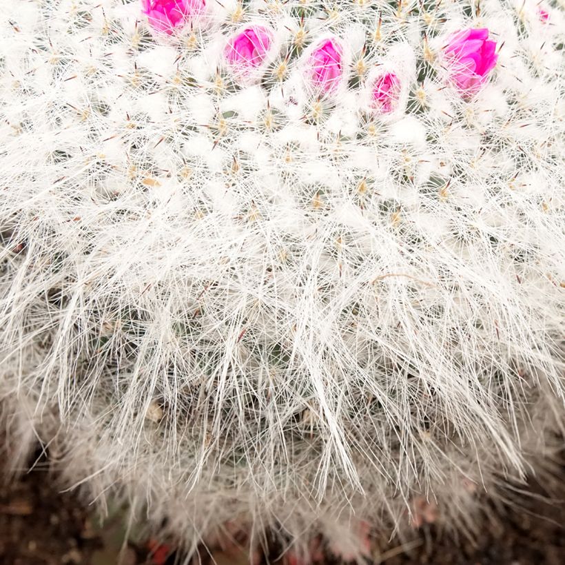 Mammillaria hahniana - Old lady cactus (Foliage)