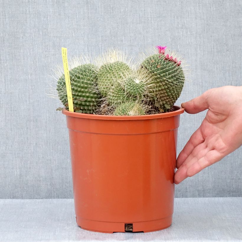Mammillaria   Un Pico 4L/5L pot sample as delivered in spring