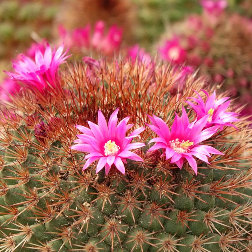 Mammillaria ernestii rubrispina - Cactus (Flowering)