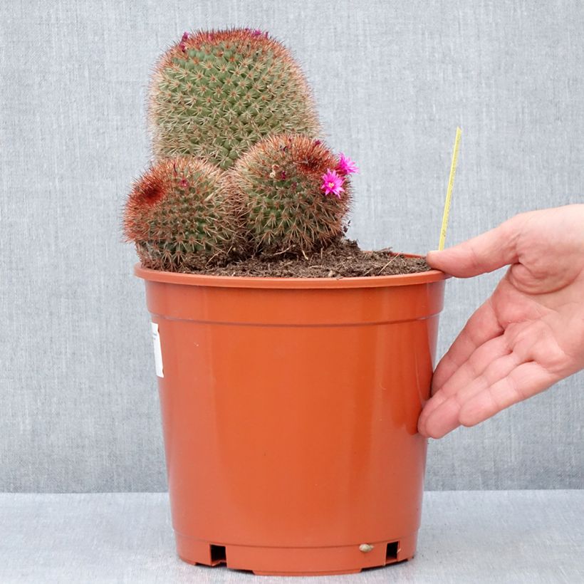 Mammillaria  ernestii var. rubrispina 4L/5L pot sample as delivered in spring