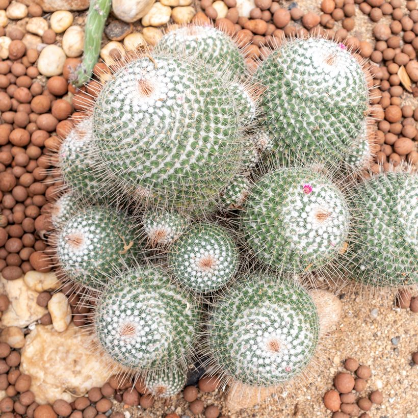 Mammillaria hahniana - Old lady cactus (Plant habit)