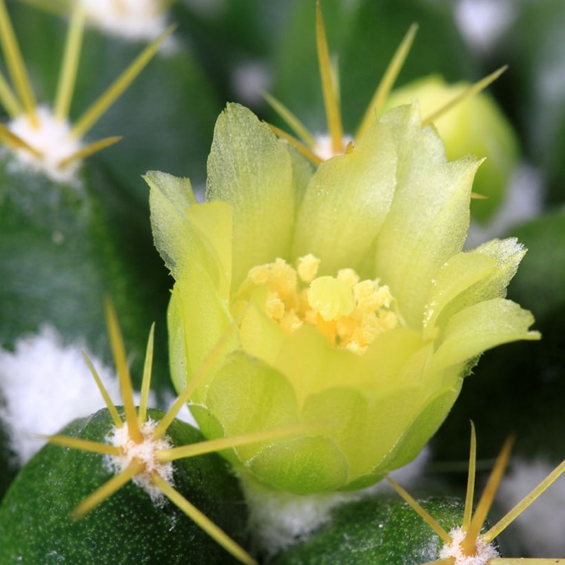 Mammillaria marksiana - Cactus (Flowering)