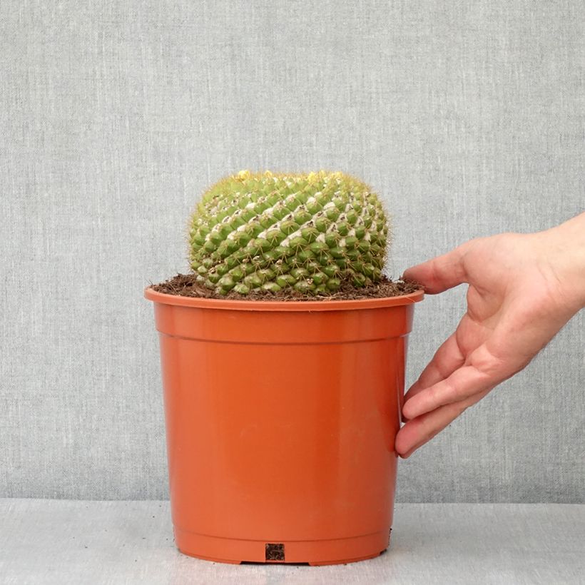 Mammillaria  marksiana 4L/5L pot sample as delivered in spring