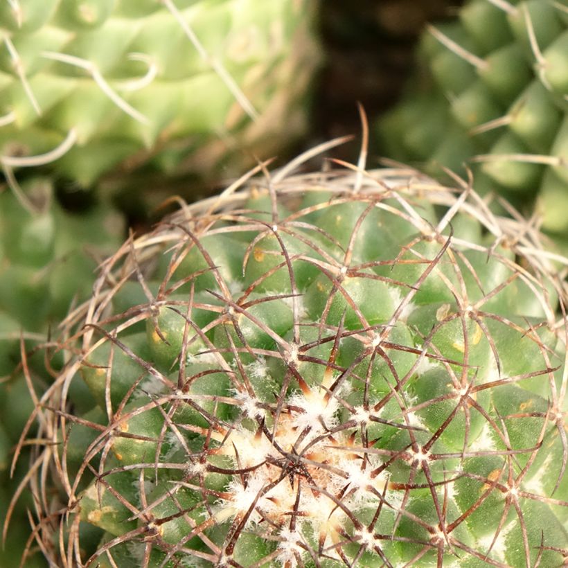 Mammillaria polythele Toluca - Cactus (Foliage)