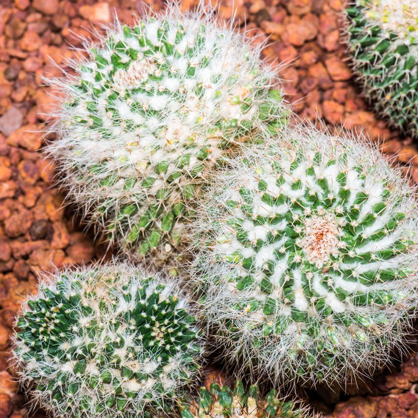 Mammillaria rhodantha subsp. pringlei - Rainbow pincushion (Plant habit)