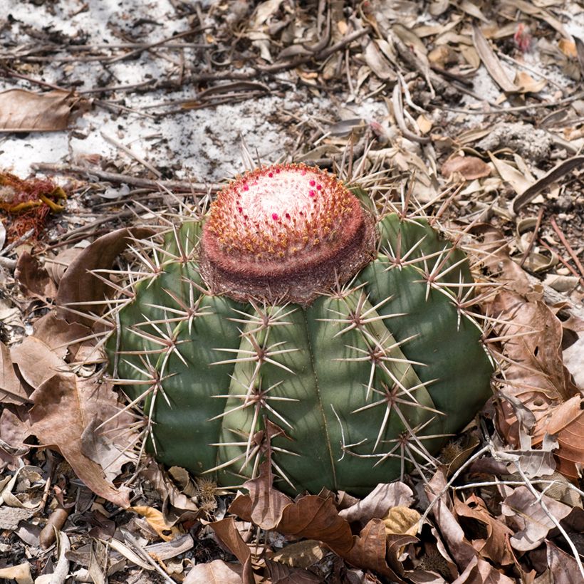 Melocactus bahiensis (Plant habit)