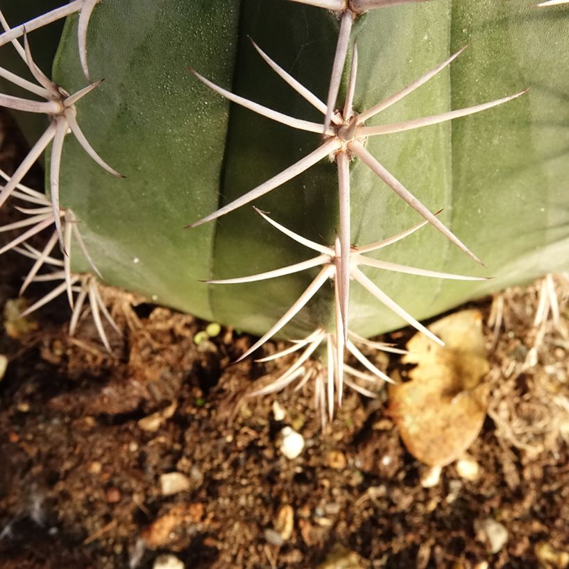 Melocactus bahiensis (Foliage)