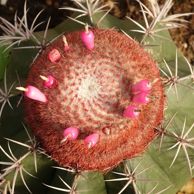 Melocactus bahiensis (Flowering)