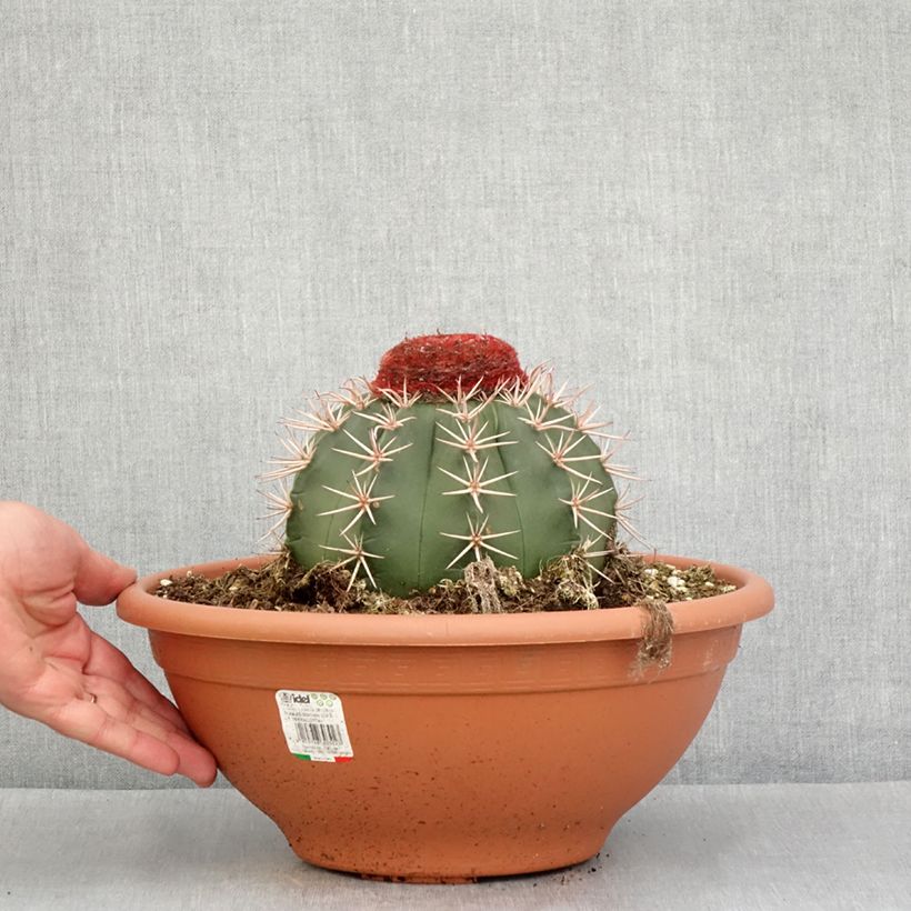 Melocactus bahiensis  - Cactus melon 6L/7L potShipped height around 20/30cm sample as delivered in spring