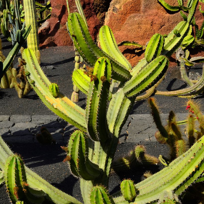 Polaskia chende - Cactus (Plant habit)