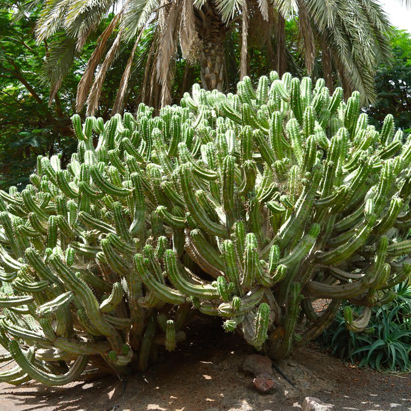 Polaskia chichipe - Cactus (Plant habit)