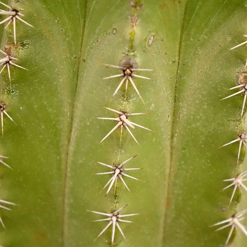Polaskia chichipe - Cactus (Foliage)