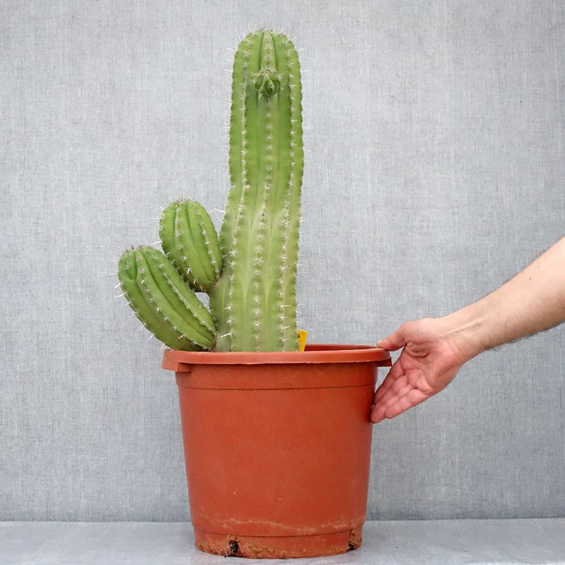 Polaskia chichipe 7.5L/10L potShipped height around 50/70cm sample as delivered in spring